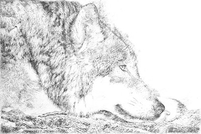 狼线条画