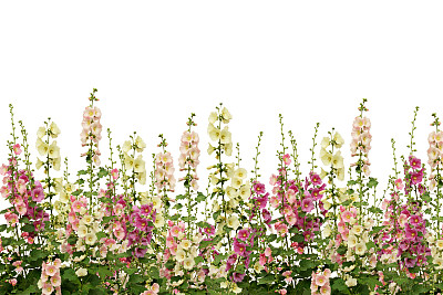 stockrose