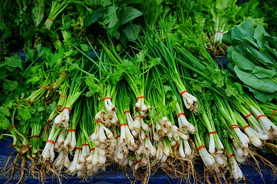 香菜葱花香料