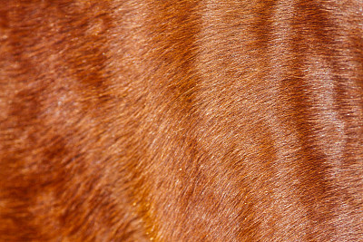 褐色,水平画幅,母马