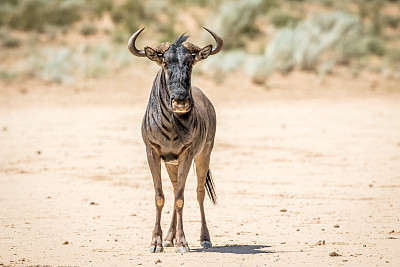 wildebeest