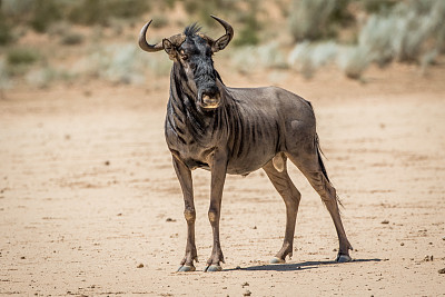 wildebeest