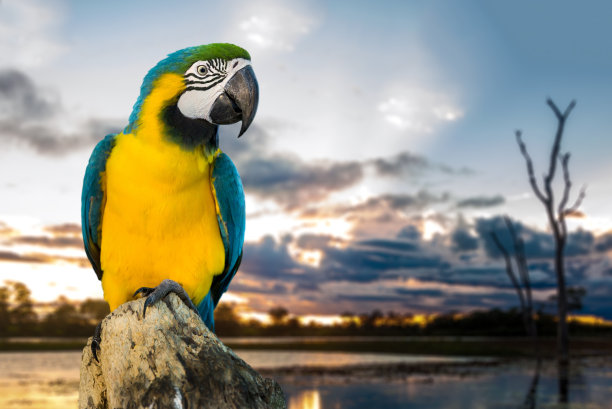 parrots