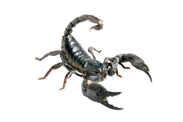 scorpio