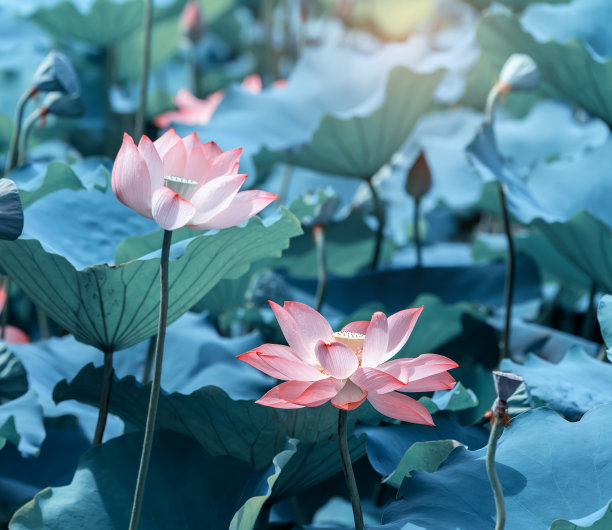 lotus