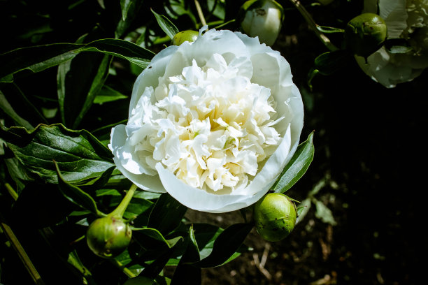 牡丹花芳香花粉红香水