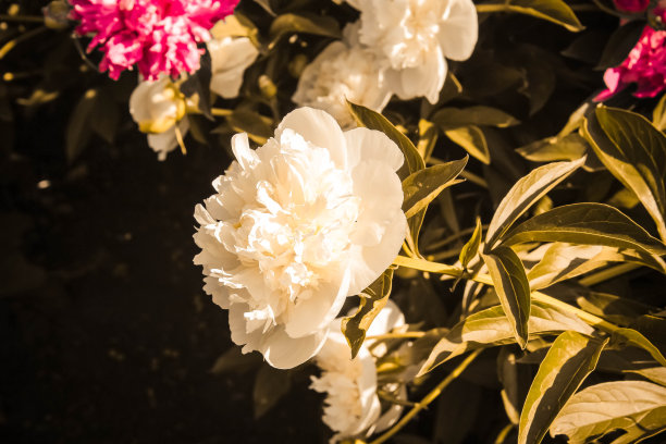 牡丹花芳香花粉红香水