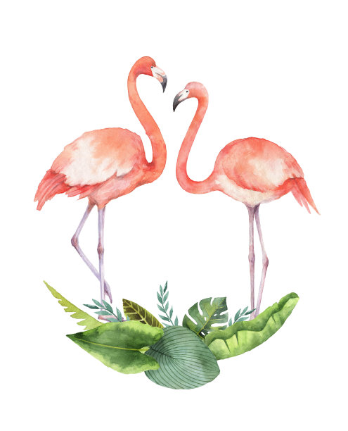 flamingo