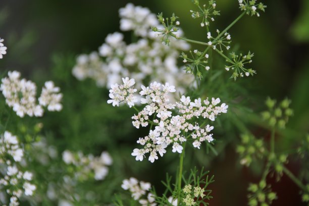 香菜花开