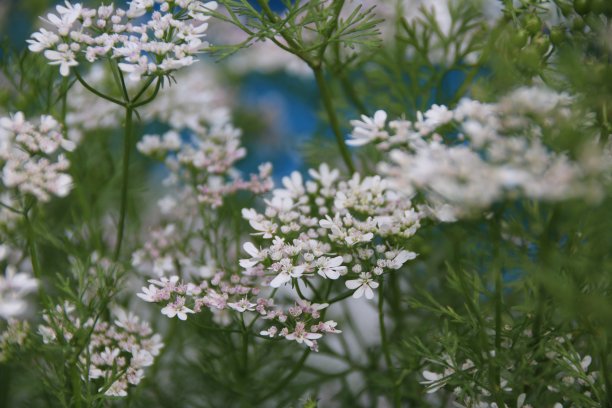 香菜花开