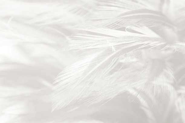 feathers