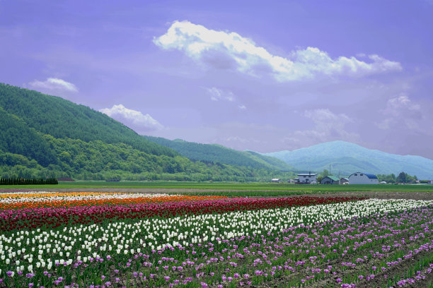 公园郁金香植物园花海浪漫花田