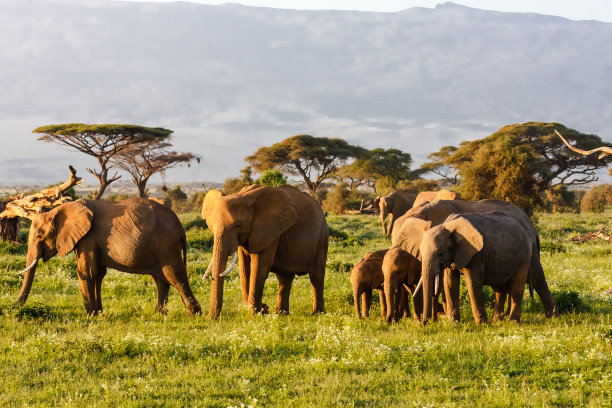 savanna