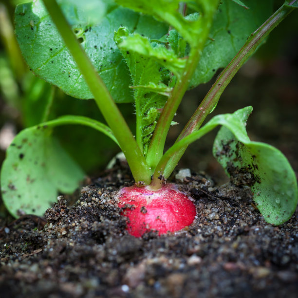 radishes