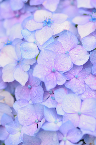 雨后白丁香花