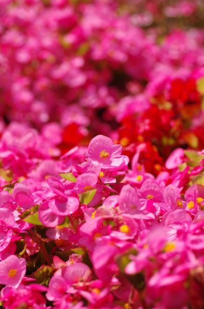 begonia