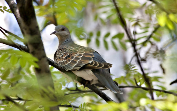 dove