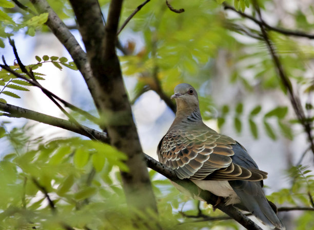 dove