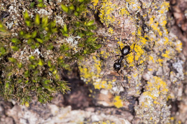 自然,正面视角,树林蚂蚁