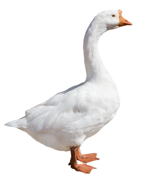 goose