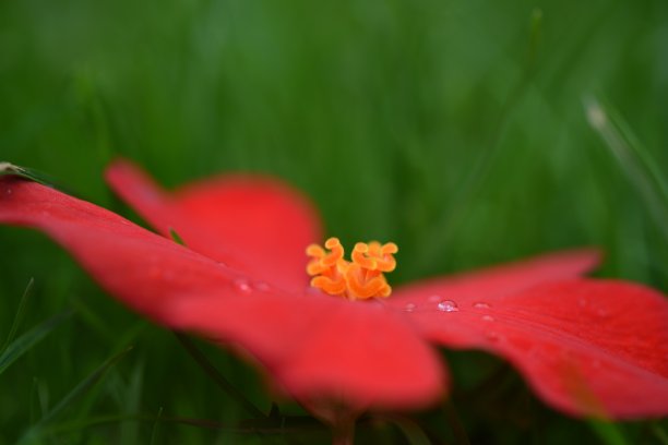 雨中海棠花