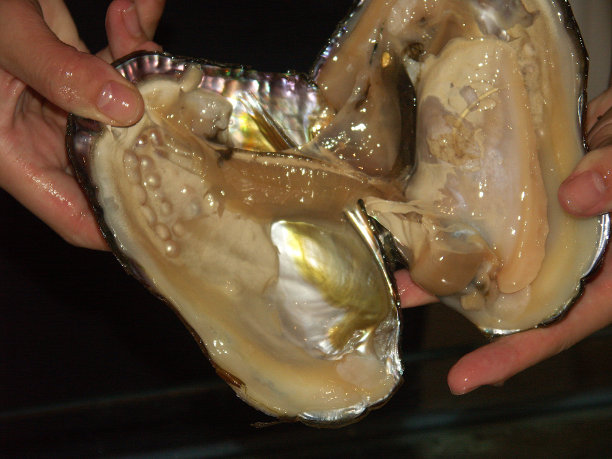 mussels