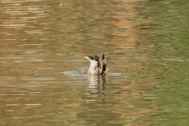 鸭子在水中