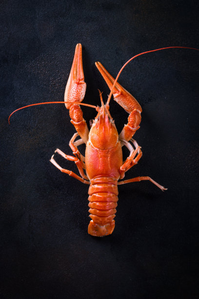crayfish
