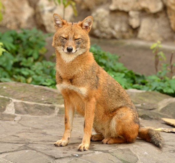 jackal