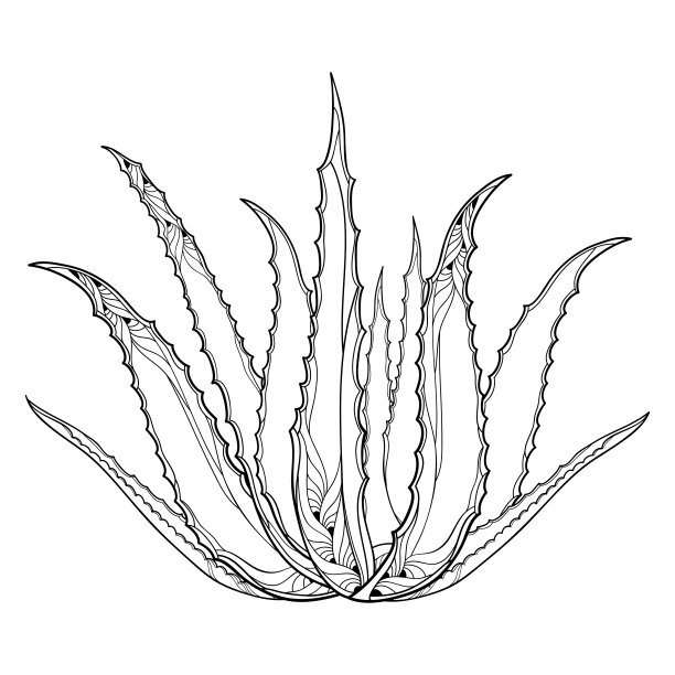 aloe