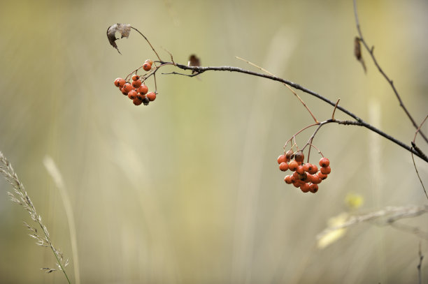 花楸浆果