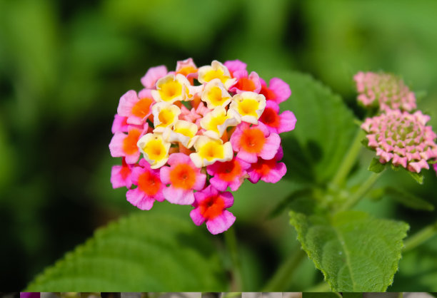 verbena