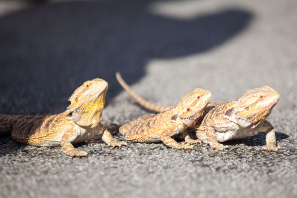 iguana图片素材 iguana设计素材 iguana摄影作品 iguana源文件下载 iguana图片素材下载 iguana背景素材 ...