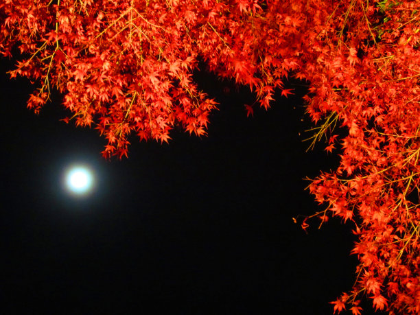 秋叶月光下
