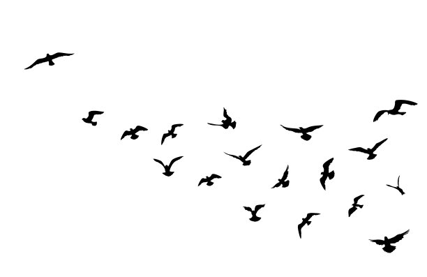 flock