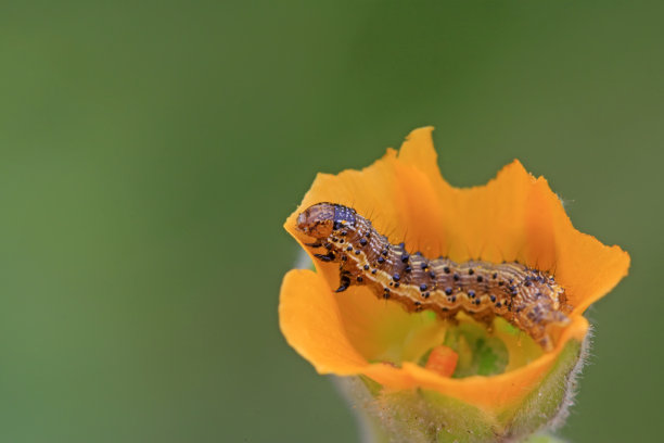 entomology