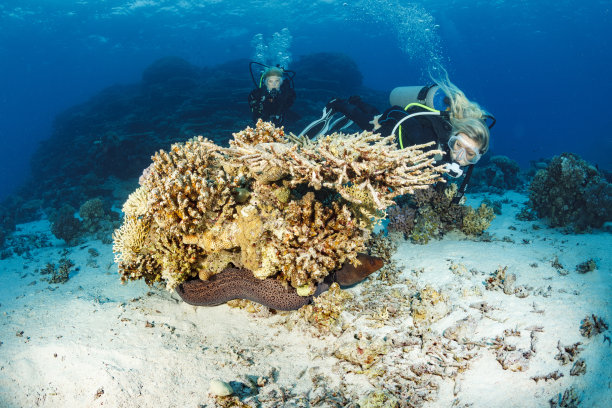 moray