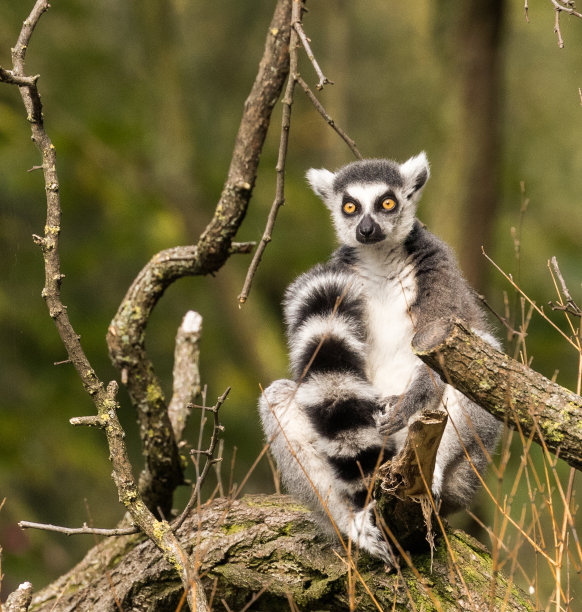 madagascar