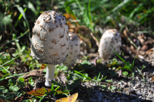 coprinus