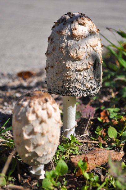coprinus