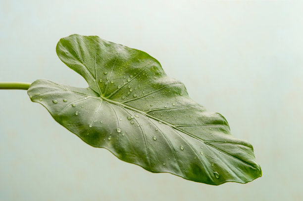 araceae