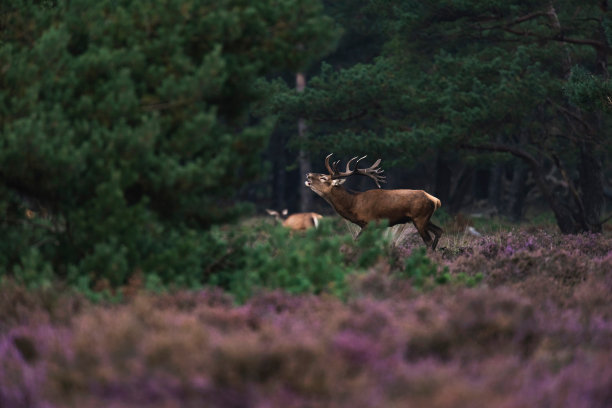 deer