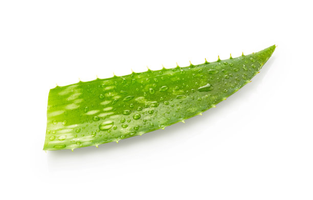 aloe