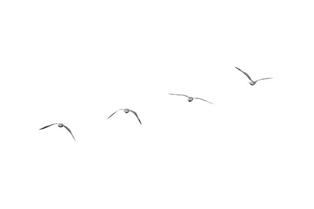 海鸥鸟类