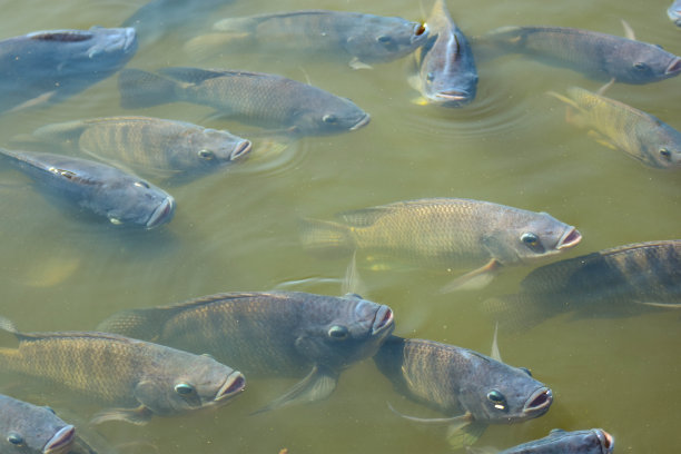 tilapia