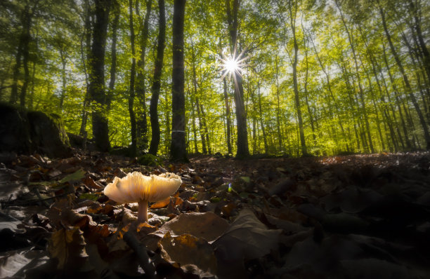 toadstool