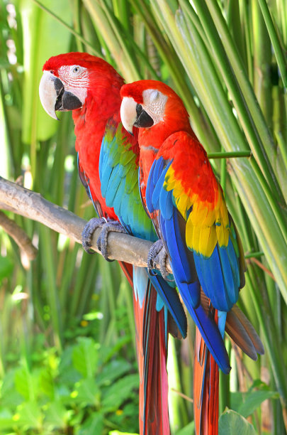 macaws