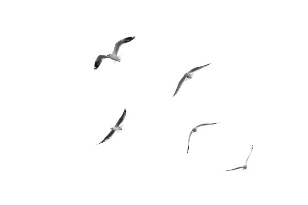 一群海鸥海鸟