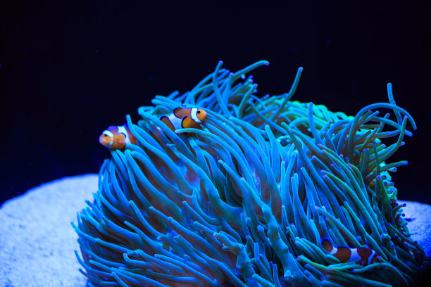 anemonefish