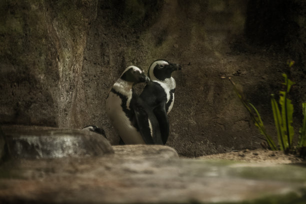 madagascar
